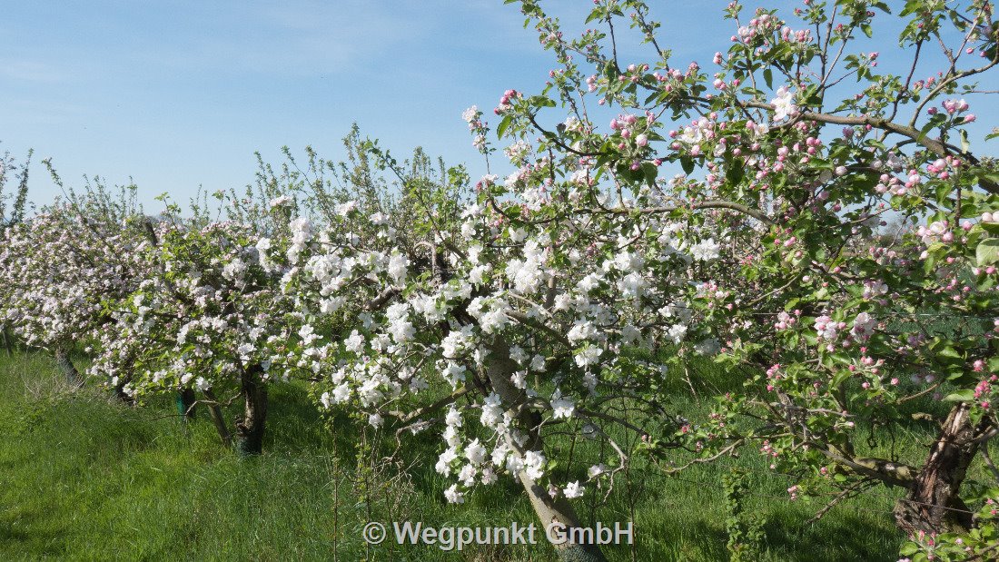 Die Kirschenblüte ist schon vorbei. Aber die Apfelblüten sind ebenso schön